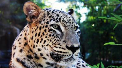 Leopard